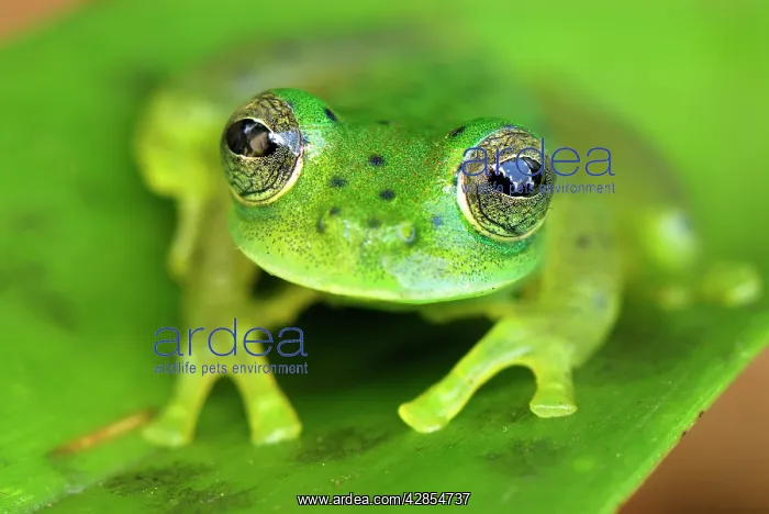  : Glass Frog