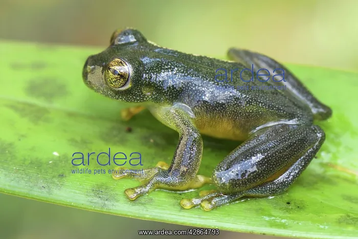 : Glass Frog : Glass Frog