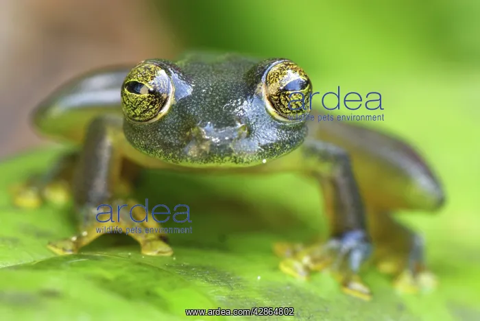 : Glass Frog : Glass Frog