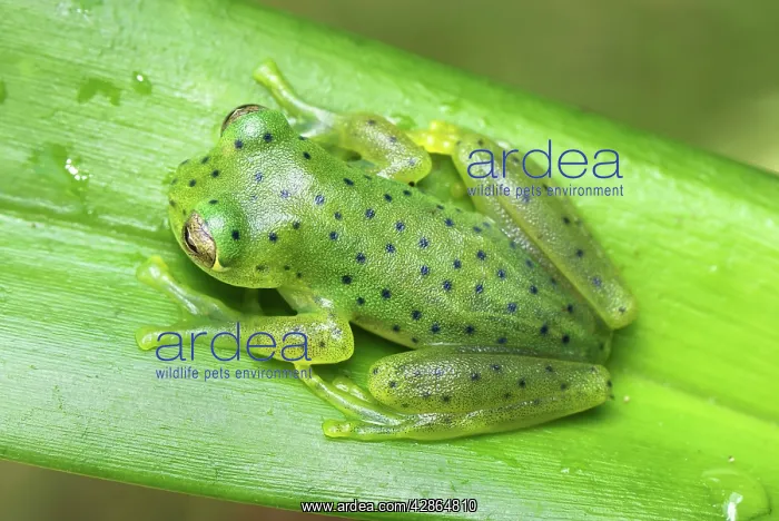 : Glass Frog : Glass Frog