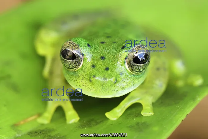 : Glass Frog : Glass Frog
