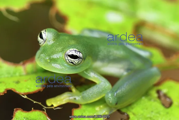 : Glass Frog : Glass Frog