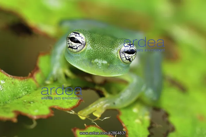 : Glass Frog : Glass Frog