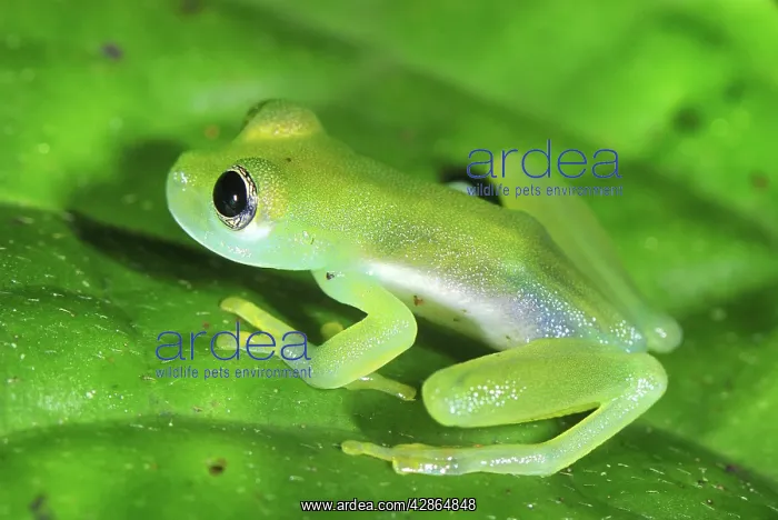  : Glass Frog