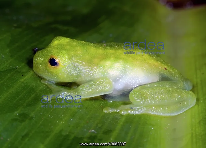 : Glass Frog : Glass Frog