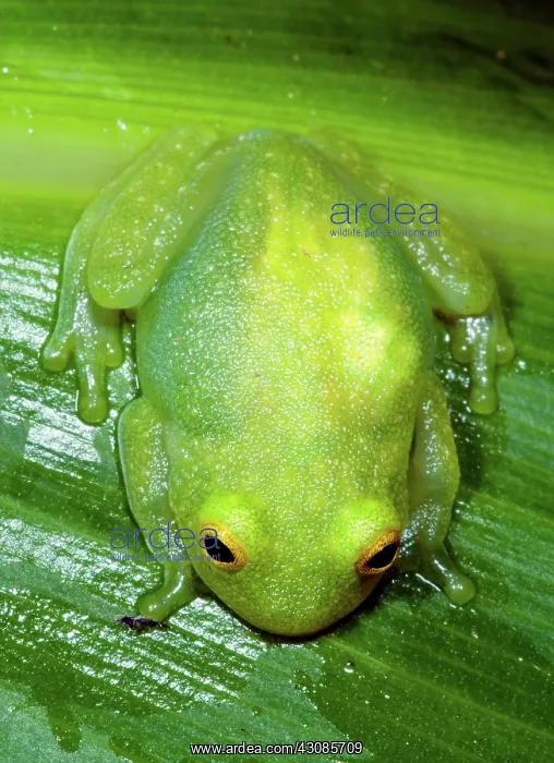 : Glass Frog : Glass Frog