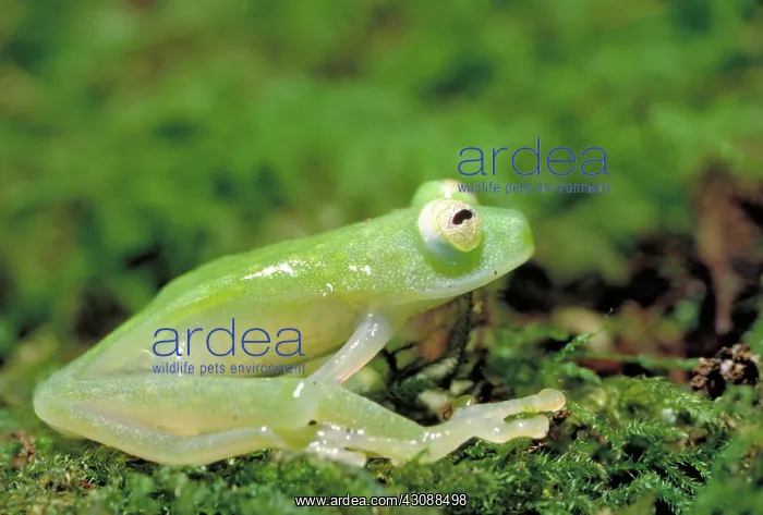 : Glass frog : Glass frog