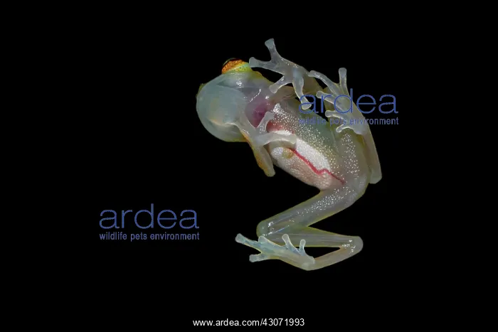 : Glass Frog (Hyalinobatrachium cappellei, ex Hylella : Glass Frog (Hyalinobatrachium cappellei, ex Hylella