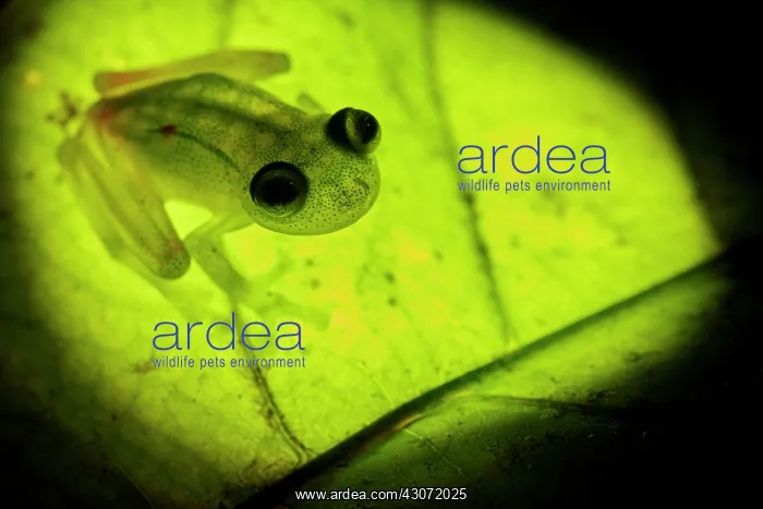 : Glass Frog (Hyalinobatrachium cappellei, ex Hylella : Glass Frog (Hyalinobatrachium cappellei, ex Hylella