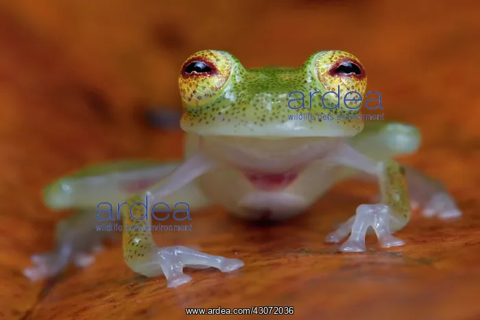 : Glass Frog (Hyalinobatrachium cappellei, ex Hylella : Glass Frog (Hyalinobatrachium cappellei, ex Hylella