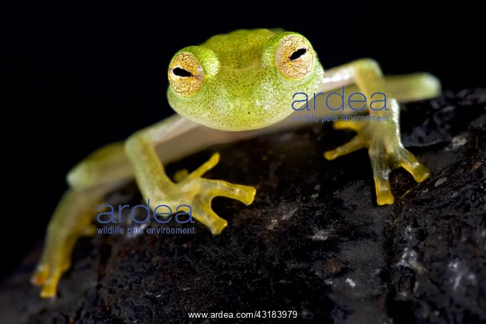 : Glass frog (Hyalinobatrachium cappellei) : Glass frog (Hyalinobatrachium cappellei)