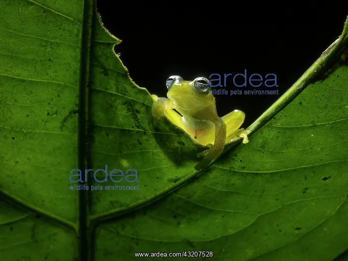 : Glass frog (Sachatamia ilex), Colombia : Glass frog (Sachatamia ilex), Colombia
