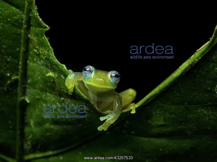: Glass frog (Sachatamia ilex), Colombia : Glass frog (Sachatamia ilex), Colombia