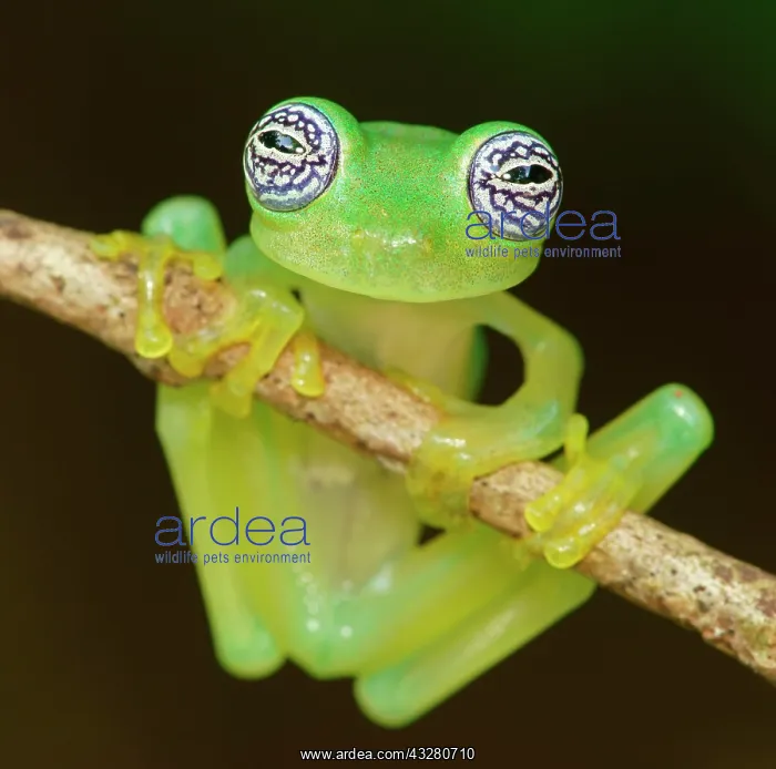 : Glass frog (Sachatamia ilex) hangs on branch, Costa : Glass frog (Sachatamia ilex) hangs on branch, Costa