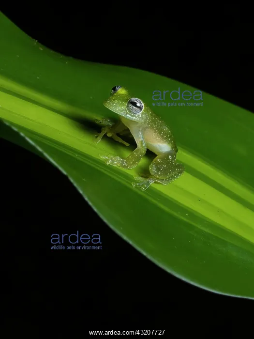 : Glass Frog (Teratohyla pulverata), Colombia : Glass Frog (Teratohyla pulverata), Colombia