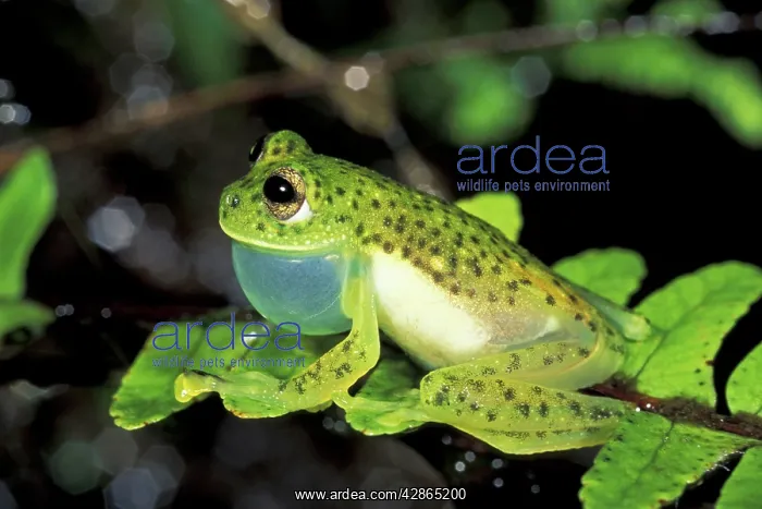 : Glass Frog - with vocal sac inflated : Glass Frog - with vocal sac inflated