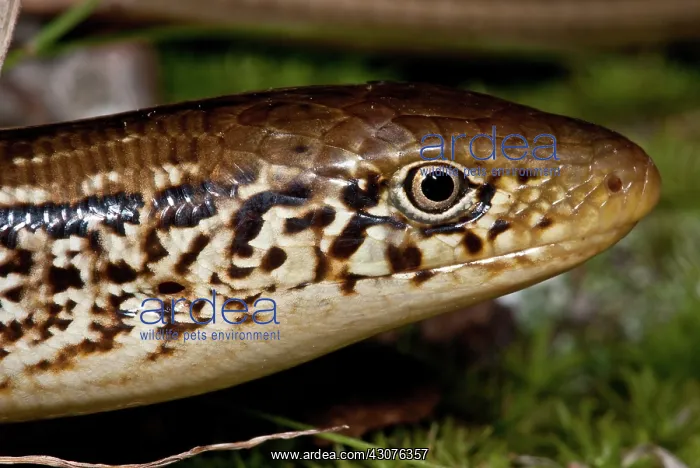 : Glass Lizard Portrait : Glass Lizard Portrait