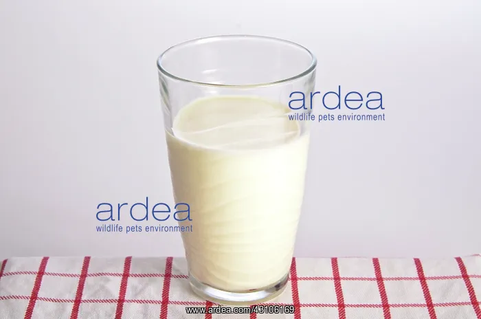 : Milk. Glass of milk : Milk. Glass of milk