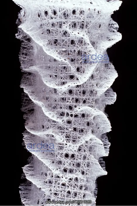 : GLASS SPONGE also known as Venus Flower Basket : GLASS SPONGE also known as Venus Flower Basket