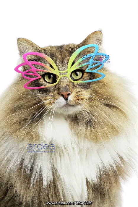 : Cat Norwegian Forest Cat wearing sunglasses / glasses Digital Manipulation: Glasses : Cat Norwegian Forest Cat wearing sunglasses / glasses Digital Manipulation: Glasses