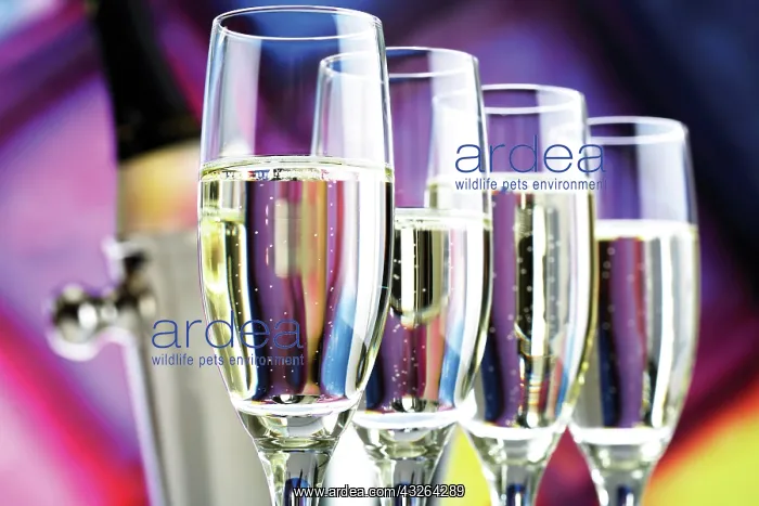 : Four glasses of champagne : Four glasses of champagne