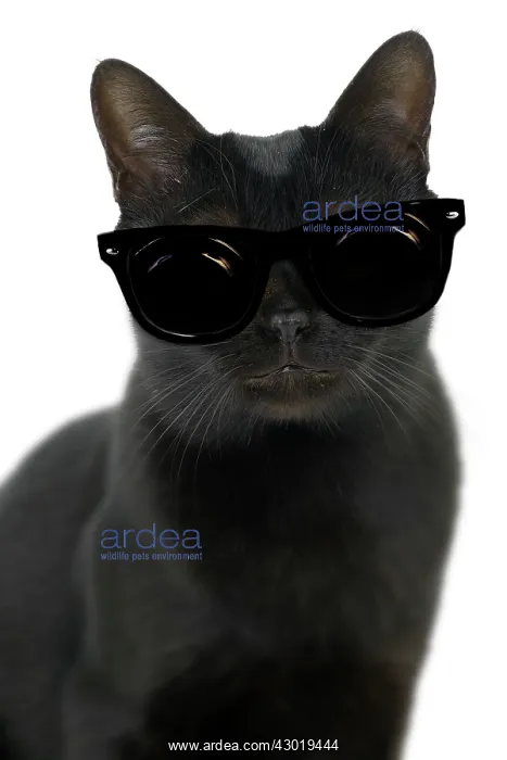 : Cat Bombay wearing dark sunglasses Digital Manipulation: Glasses created : Cat Bombay wearing dark sunglasses Digital Manipulation: Glasses created