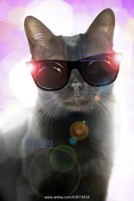 : Cat Bombay wearing dark sunglasses lights flashlights Digital Manipulation : Cat Bombay wearing dark sunglasses lights flashlights Digital Manipulation