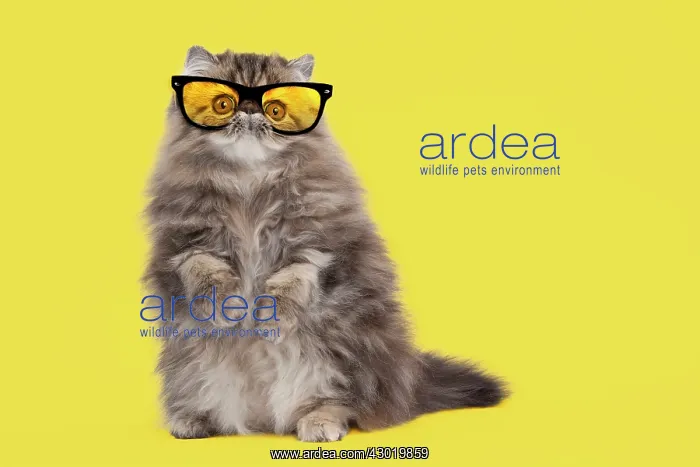 : Cat Persian Kitten brown blotched tabby 4 months old wearing glasses Digital Manipulation : Cat Persian Kitten brown blotched tabby 4 months old wearing glasses Digital Manipulation
