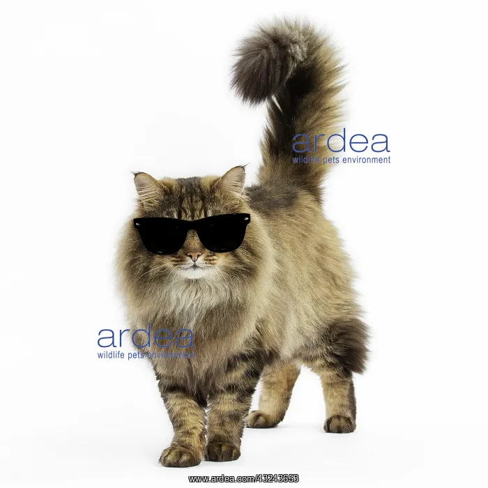 : Cat Norwegian Forest Cat wearing sunglasses Digital Manipulation: glasses created (ardea) : Cat Norwegian Forest Cat wearing sunglasses Digital Manipulation: glasses created (ardea)