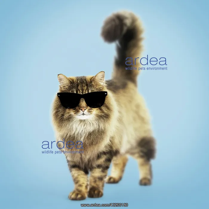 : Cat Norwegian Forest Cat wearing sunglasses Digital Manipulation : Cat Norwegian Forest Cat wearing sunglasses Digital Manipulation
