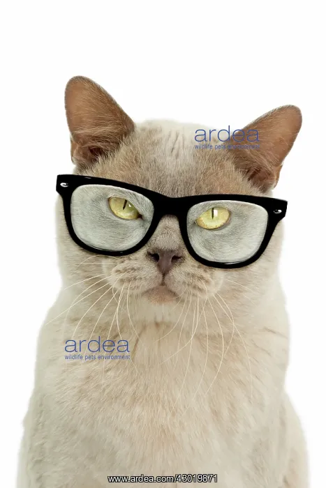 : Cat Burmese grumpy wearing glasses Digital Manipulation : Cat Burmese grumpy wearing glasses Digital Manipulation