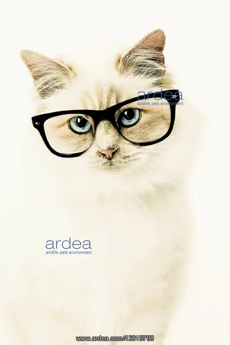 : Cat Birman wearing glasses Digital Manipulation: glasses created changed colour : Cat Birman wearing glasses Digital Manipulation: glasses created changed colour