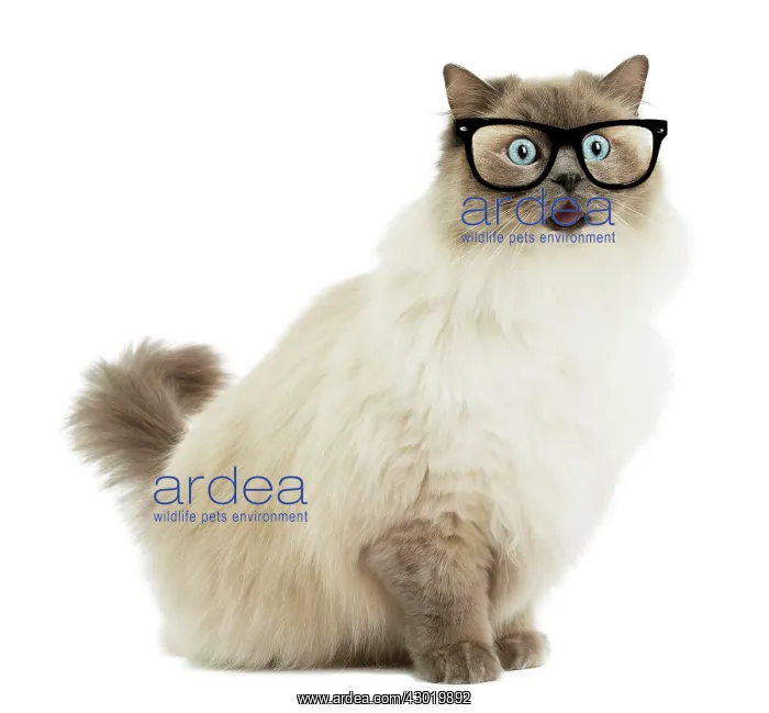 : Cat Ragdoll wearing glasses looking surprised Digital Manipulation : Cat Ragdoll wearing glasses looking surprised Digital Manipulation