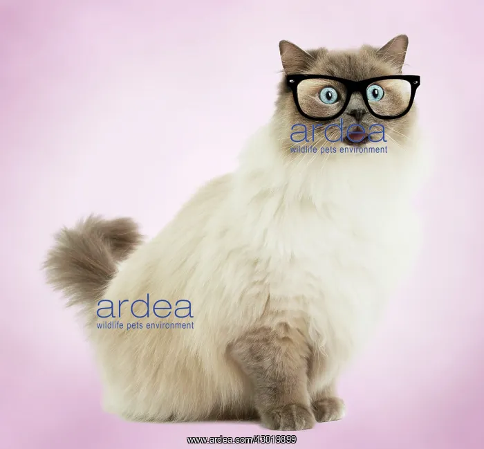 : Cat Ragdoll wearing glasses looking surprised Digital Manipulation : Cat Ragdoll wearing glasses looking surprised Digital Manipulation