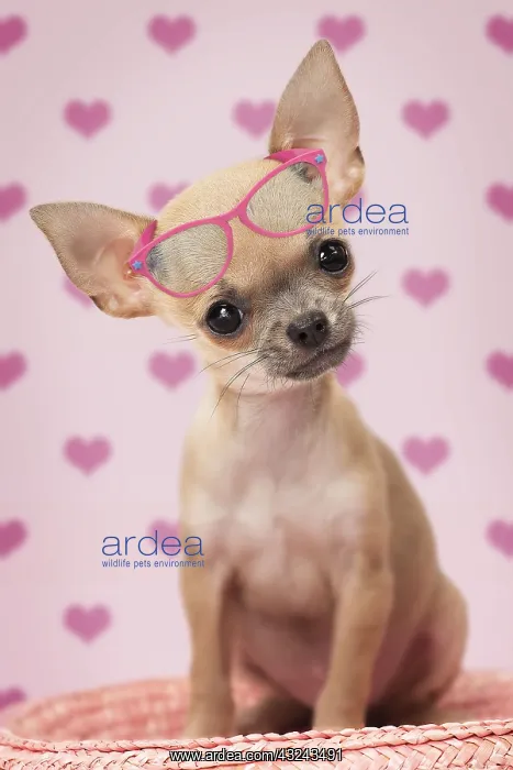  : Dog Chihuahua puppy wearing sunglasses on heart background Digital Manipulation