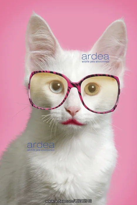 : Cat Turkish Angora wearing glasses and lipstick Digital Manipulation : Cat Turkish Angora wearing glasses and lipstick Digital Manipulation