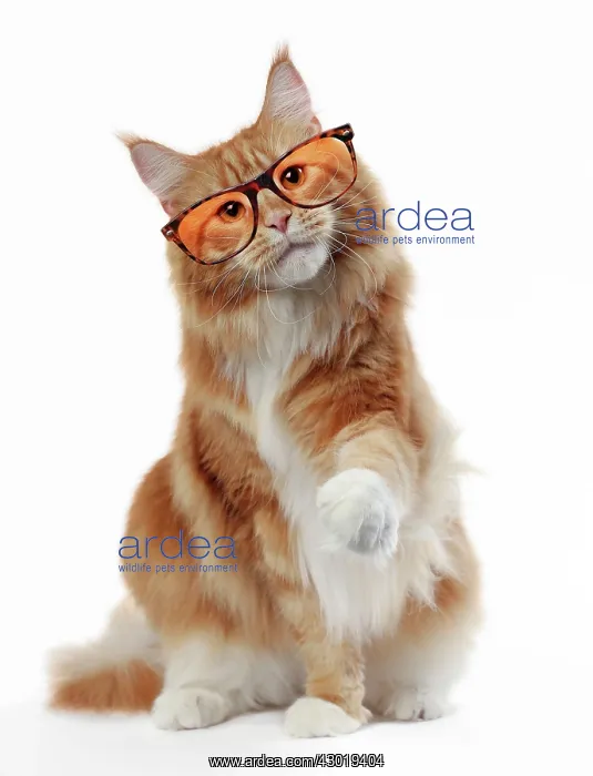 : Cat Maine Coon wearing glasses Digital Manipulation: glasses PAB : Cat Maine Coon wearing glasses Digital Manipulation: glasses PAB