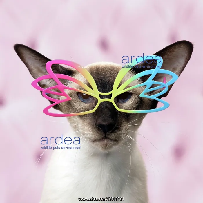 : Cat Siamese wearing sunglasses / glasses Digital Manipulation: Glasses PAB : Cat Siamese wearing sunglasses / glasses Digital Manipulation: Glasses PAB