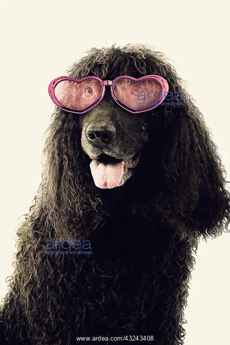 : Dog - Irish Water Spaniel - mouth open wearing heart-shaped glasses - studio : Dog - Irish Water Spaniel - mouth open wearing heart-shaped glasses - studio