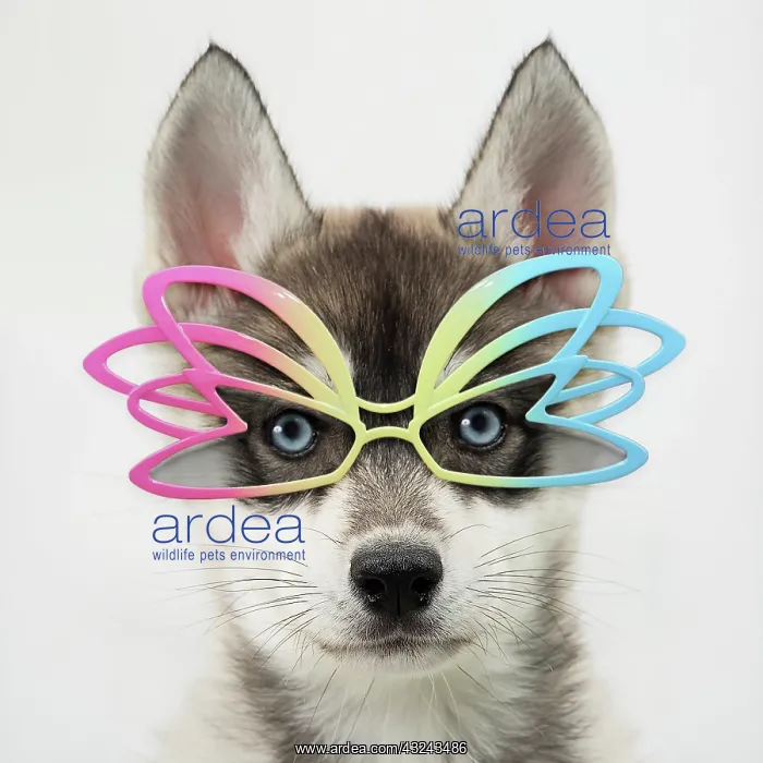 : Dog Husky puppy wearing sunglasses Digital Manipulation: Glasses PAB : Dog Husky puppy wearing sunglasses Digital Manipulation: Glasses PAB