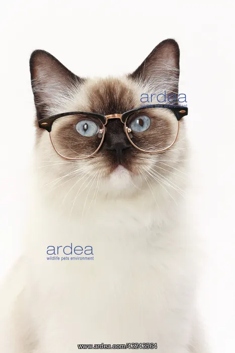 : Cat Ragdoll wearing glasses Digital Manipulation: glasses PAB : Cat Ragdoll wearing glasses Digital Manipulation: glasses PAB