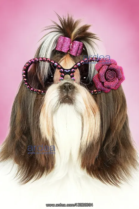 : Dog - Shih Tzu with bow in hair and sunglasses Digital Manipulation : Dog - Shih Tzu with bow in hair and sunglasses Digital Manipulation