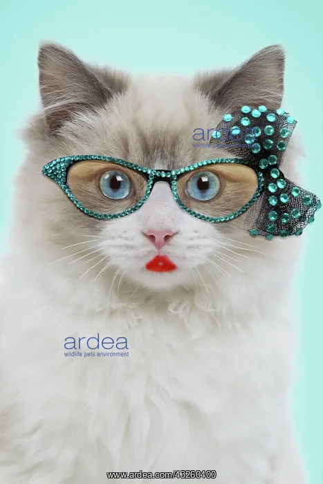 : Cat - Ragdoll in studio wearing glasses and lipstick Digital Manipulation : Cat - Ragdoll in studio wearing glasses and lipstick Digital Manipulation