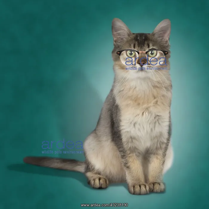 : Cat Tiffannie - Somali X breed wearing glasses Digital Manipulation: Glasses PAB : Cat Tiffannie - Somali X breed wearing glasses Digital Manipulation: Glasses PAB