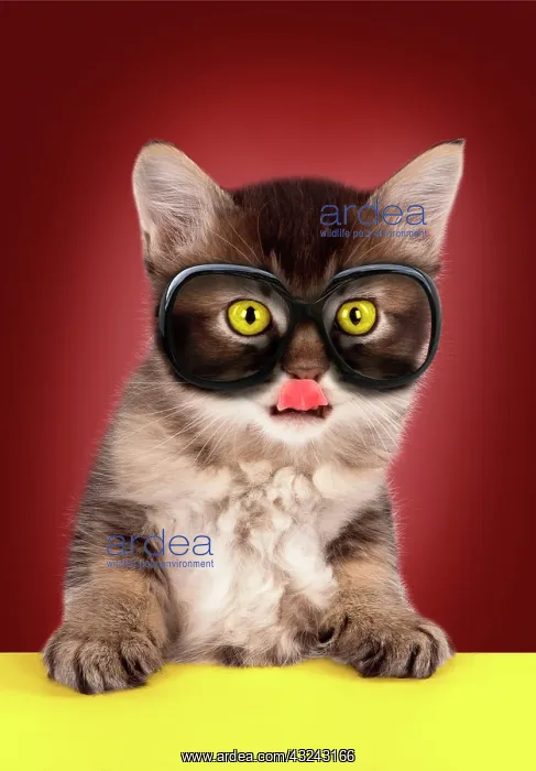 : Cat Tabby kitten about 7 weeks old with paws on table wearing glasses Digital Manipulation : Cat Tabby kitten about 7 weeks old with paws on table wearing glasses Digital Manipulation