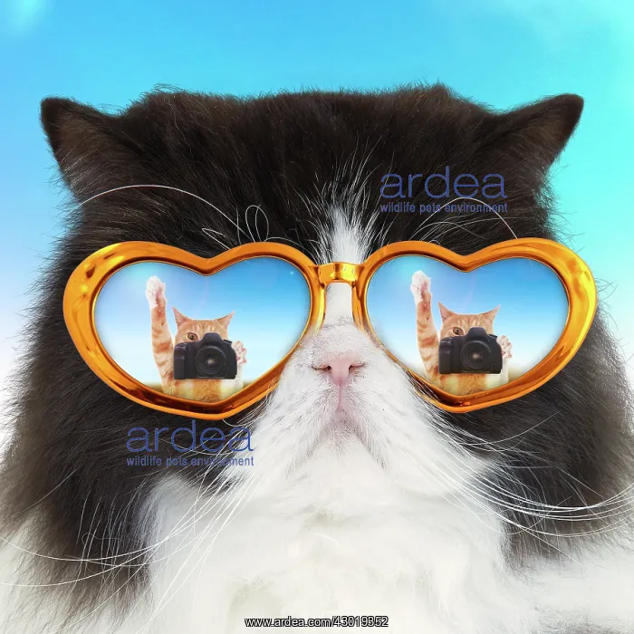 : Cat - Black and White Persian wearing glasses - cat photographer reflection Manipulation : Cat - Black and White Persian wearing glasses - cat photographer reflection Manipulation