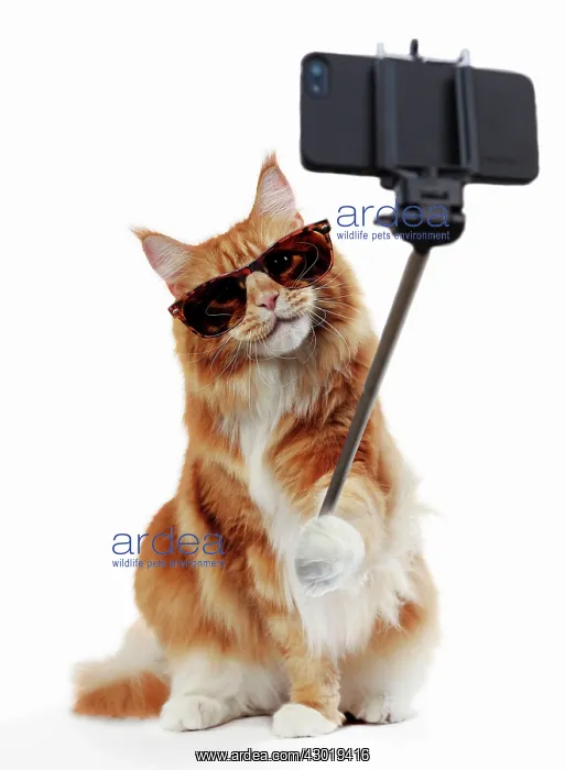 : Cat Maine Coon taking a selfie wearing sun glasses Digital Manipulation : Cat Maine Coon taking a selfie wearing sun glasses Digital Manipulation