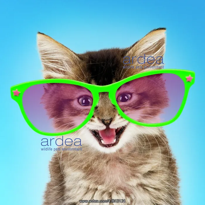 : Cat Tabby kitten wearing glasses Digital Manipulation: glasses SG : Cat Tabby kitten wearing glasses Digital Manipulation: glasses SG
