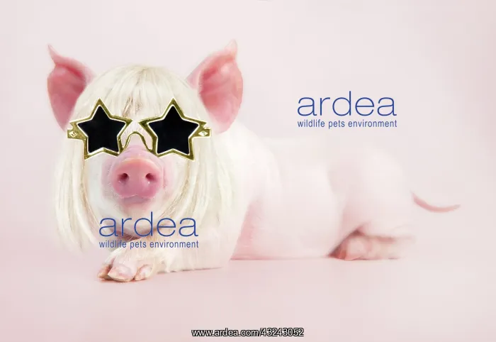 : PIG - Piglet laying down wearing star glasses Digital Manipulation : PIG - Piglet laying down wearing star glasses Digital Manipulation