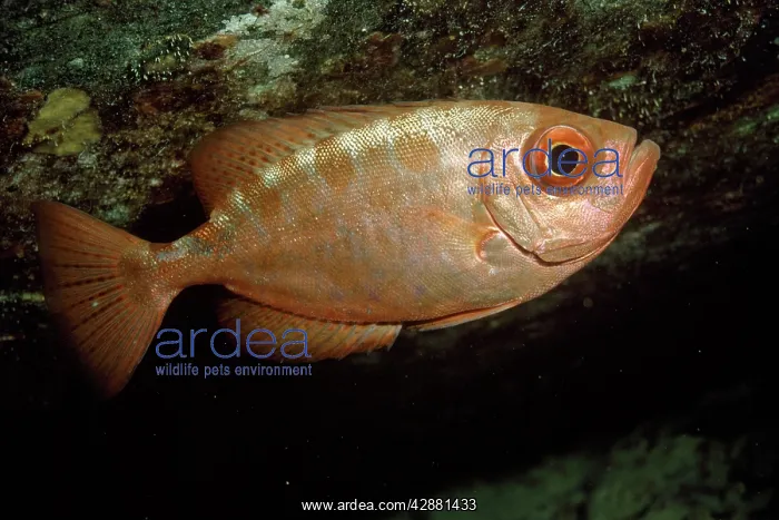 : Glasseye Snapper : Glasseye Snapper